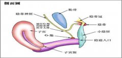 贵港红房子妇产医院_G点整形有用吗？